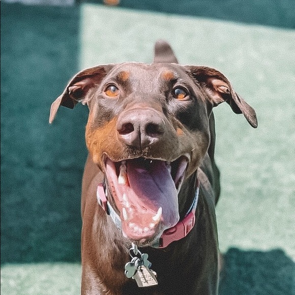 Meet your Posher, Jessica - Picture 4 of 6